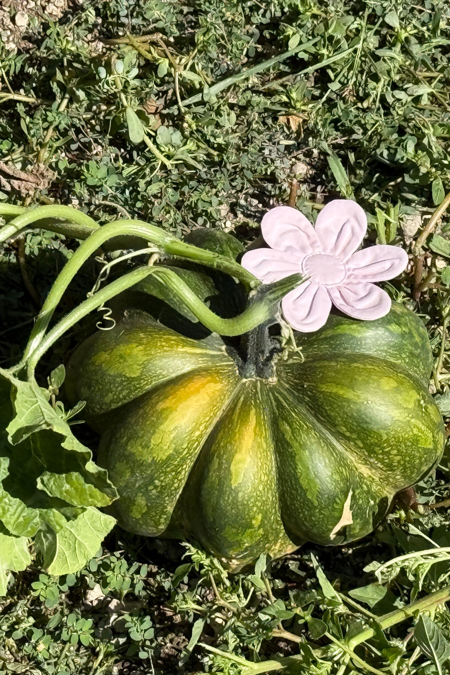 Buttercup Hair Clip - Baby Pink